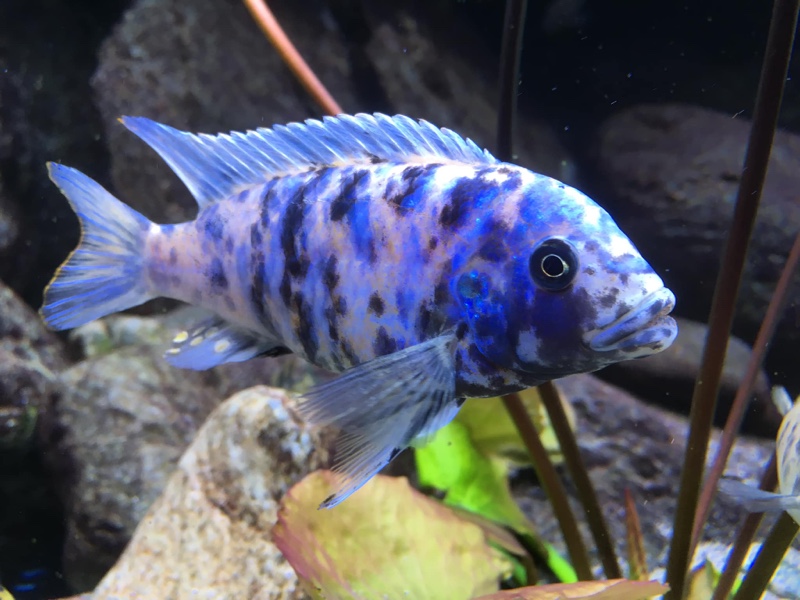 Maylandia zebra 'Makonde'